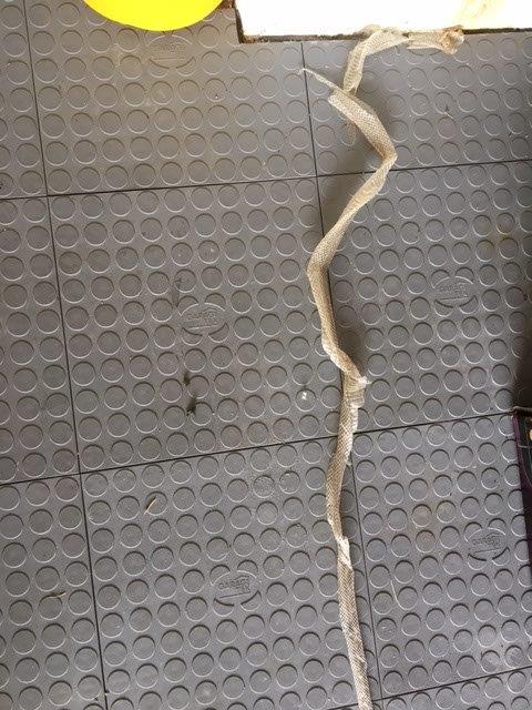 Saint Petersburg snake skin